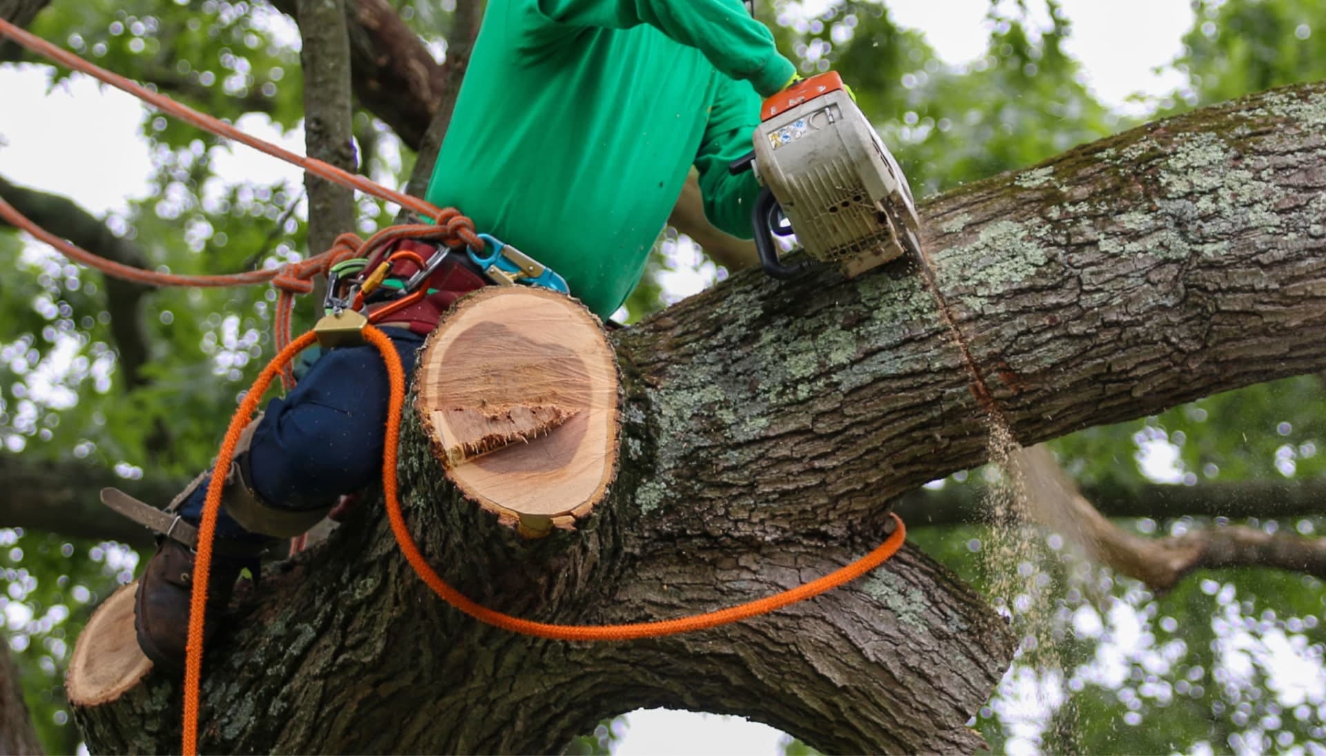 Shed your worries away with best tree removal in Columbia