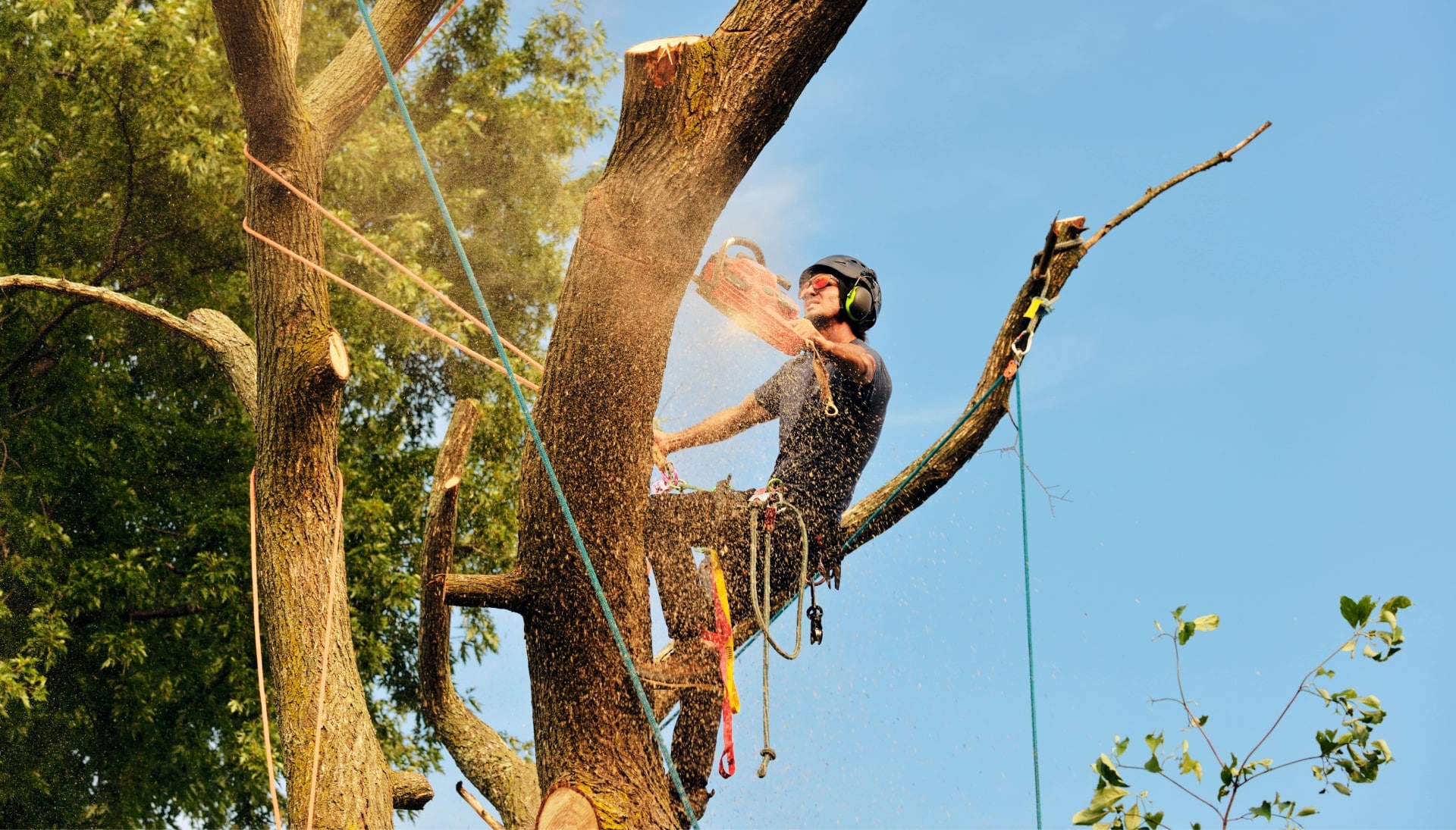 Get rid of tree problems with the expert tree removal contractors in Columbia