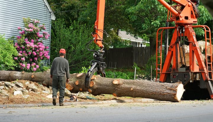 Local partner for Tree removal services in Columbia