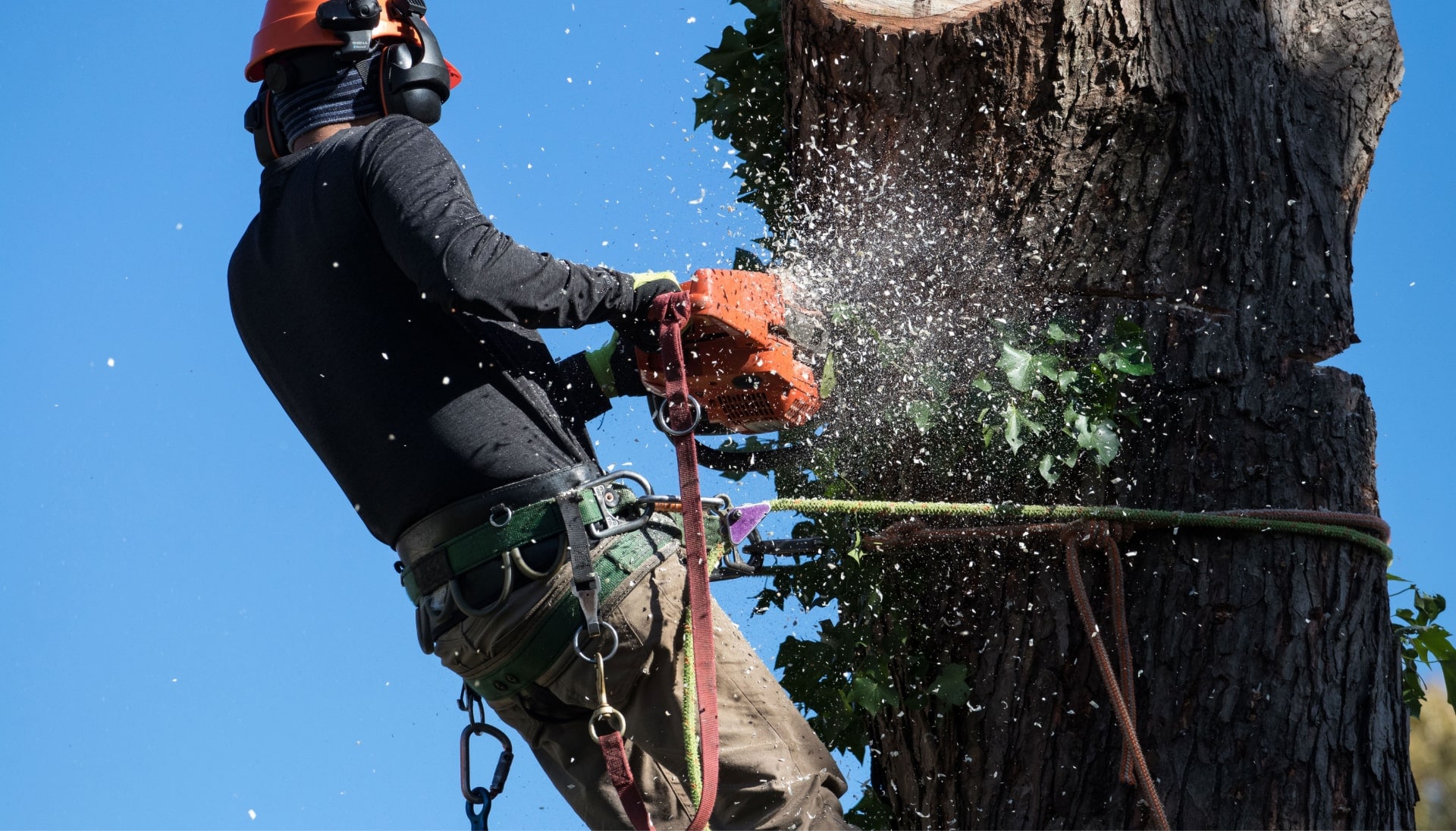 Professional Tree removal solutions in Columbia